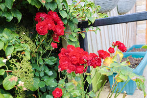 Photo 23- click for photo gallery